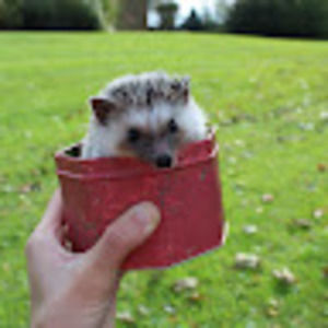 Meet your Posher, Ellen